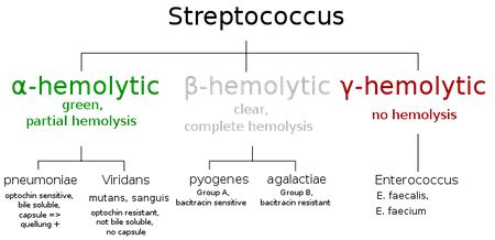 beta-hemolytic streptococcus|B 组链球菌病 .
